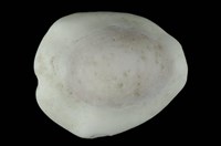 藏品(黃寶螺)的圖片